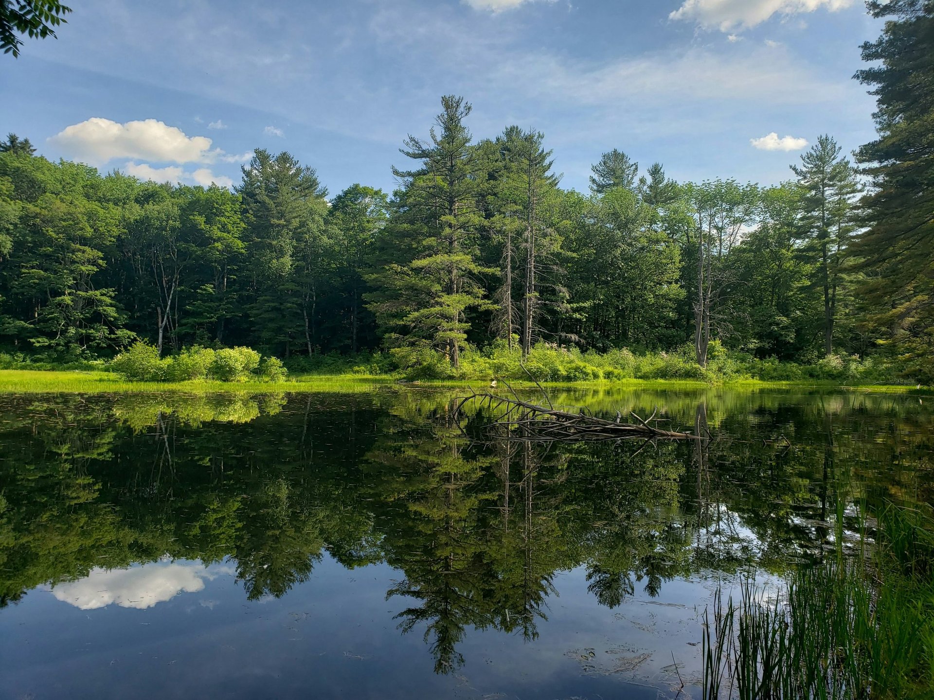 Calm lake with perfect mirror reflection of lush green forest and blue sky with white clouds